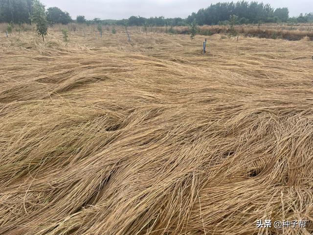 “果园草中贵族”，鼠茅草该如何种植？种一次后，4-5年不用除草