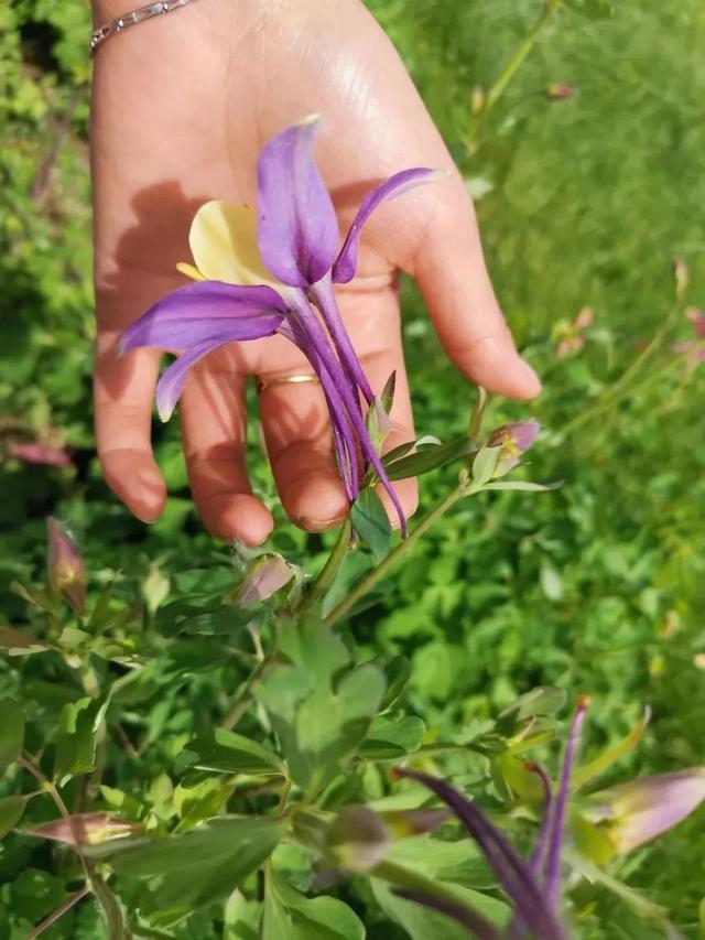 花型飘逸美观的耧斗菜，花色丰富，还能自播繁殖