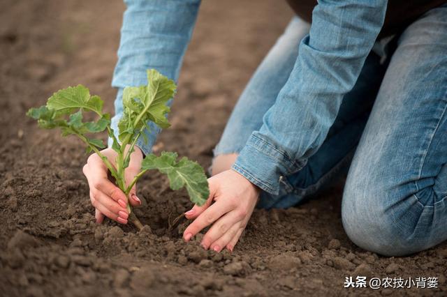 早春二月适合种植哪些蔬菜？蔬菜播种育苗、移栽定植应当注意什么