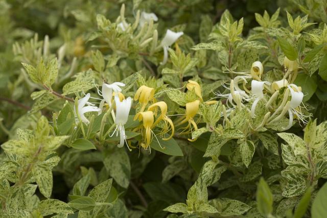 金银花种植亩收益多少钱？一年的收益就让你眼红