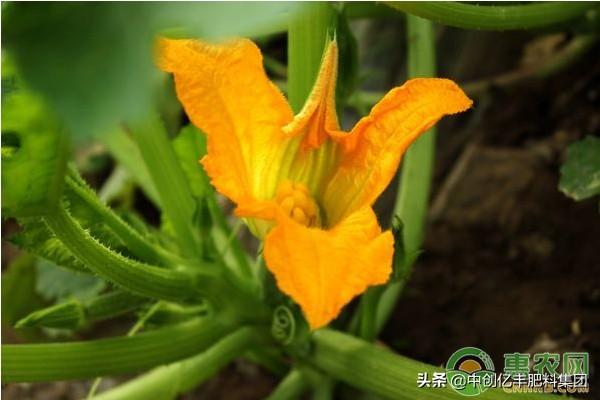 打籽西葫芦高产种植技术及病虫害防治要点