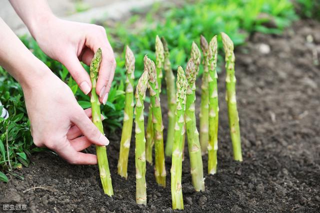 芦笋的种植技术分享，从选种到病虫害防治