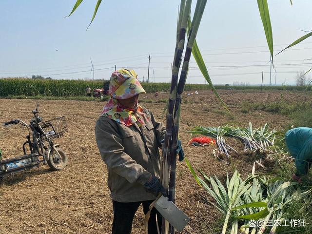 甘蔗种植效益