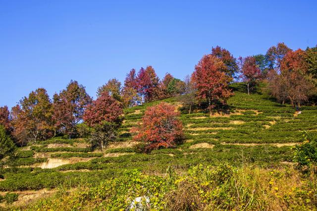 岭南叶正红，广东有座“红枫茶山”