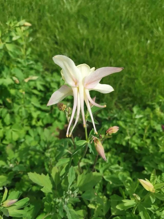 花型飘逸美观的耧斗菜，花色丰富，还能自播繁殖