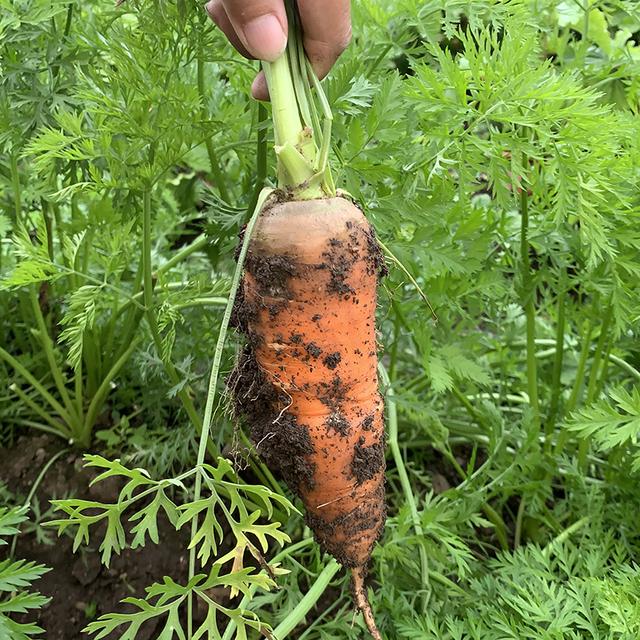 北方秋胡萝卜露地绿色高效栽培技术