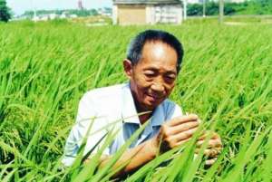 袁隆平团队沙漠水稻种植成功(亩产500公斤袁隆平团队沙漠中成功种水稻，黄沙要变粮仓)