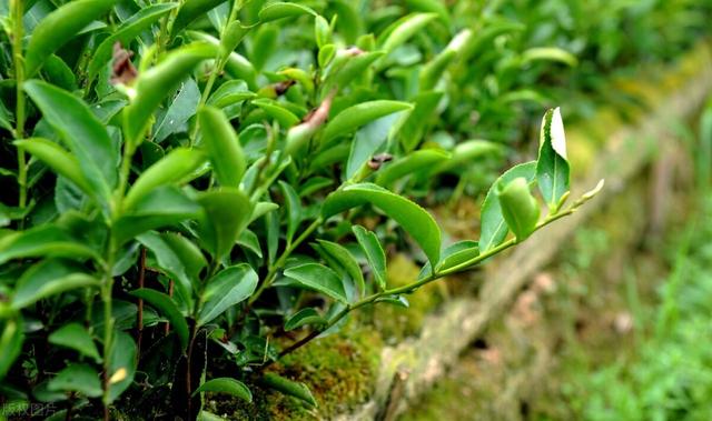 茶籽春播好还是秋播好？茶籽直播技术3大要点，教你轻松培育茶苗