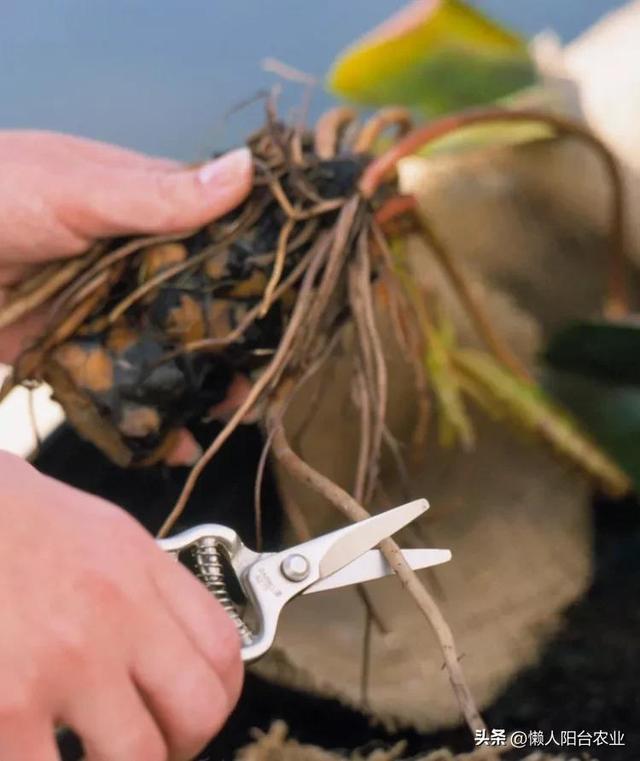 水上花园教程：用容器种植睡莲的六个简单步骤