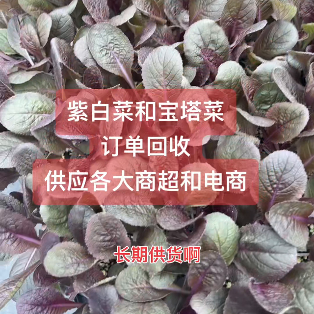 特色类蔬菜种苗，与种植基地签订保底价回收合同。#