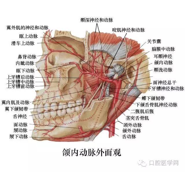 口腔解剖图谱