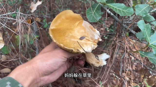 小林找菌记：牛肝菌一窝十朵真爽