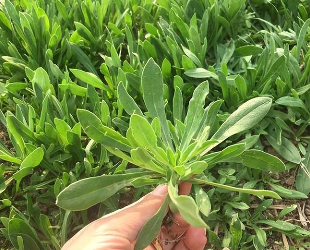 俗称“面条菜”，麦田常见的杂草，也是充饥的野菜，好吃价值也高