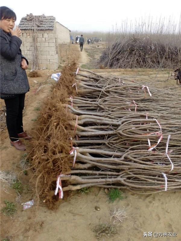 种植樱桃、想要收益高就要种植最早熟的樱桃苗品种—福晨樱桃树苗