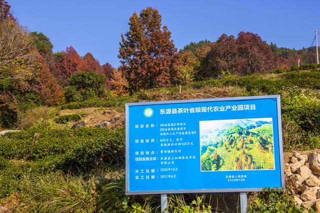 岭南叶正红，广东有座“红枫茶山”