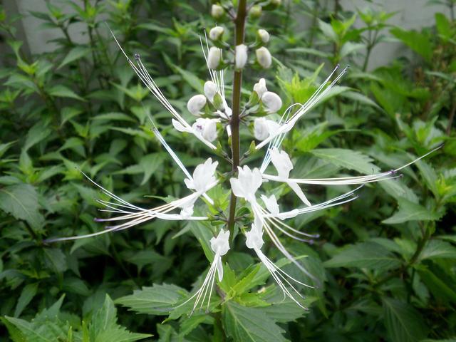 名字俏皮可爱，村边的“猫须草”，能长到1米，作用还不少！