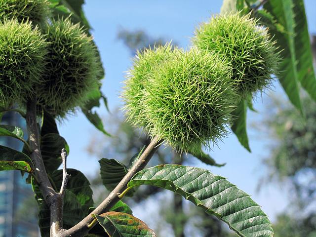 板栗好吃，树少见，按这5点来种植，板栗树苗长得旺