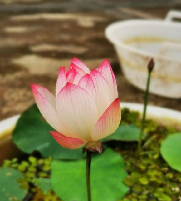 碗里养荷花，选对好种子，长出小莲花，越小越值钱