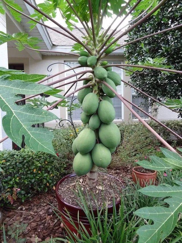 用番木瓜的籽播种培育幼苗，养成阳台的盆栽观叶植物