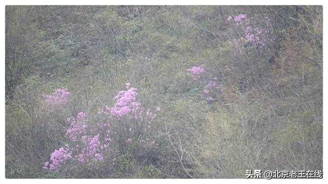 密云印象｜错过了今年密云大山里杜鹃花的花期，明年一定会再去。