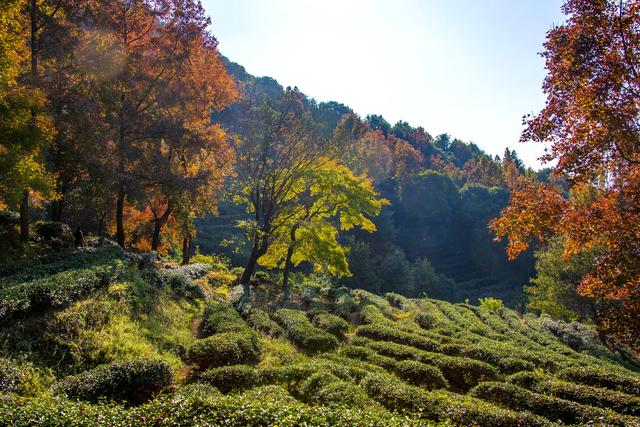 岭南叶正红，广东有座“红枫茶山”