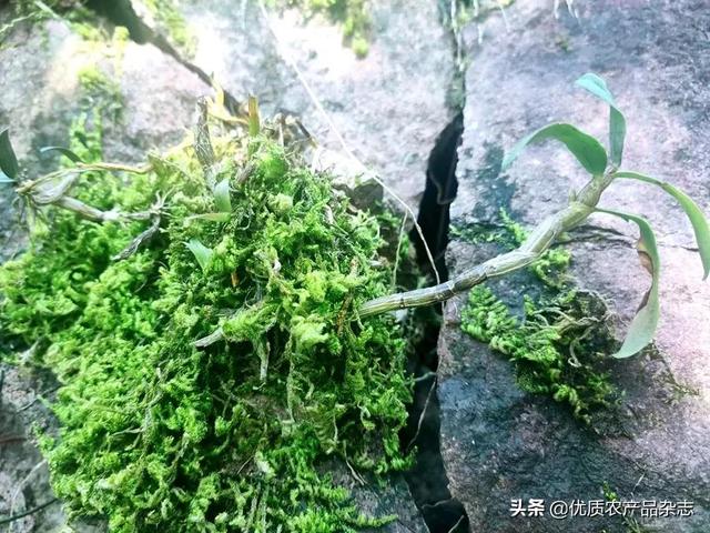 为种“仙草”包下一座岛！凭什么他能在石头缝中种铁皮石斛？