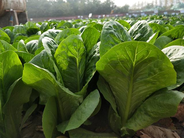 夏季种菜难？农户掌握好技巧，出苗多，长势好