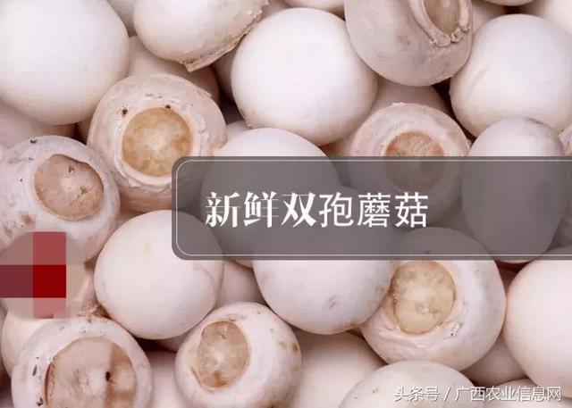 「农业主推技术」（六）食用菌“双孢蘑菇”二次发酵技术，干货分享！