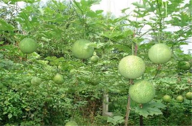 不愁销路的瓜蒌的种植方法，高产的关键因素要掌握，很实用