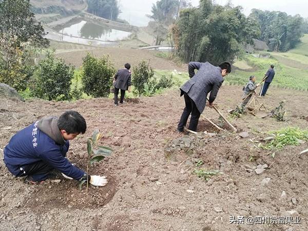 适宜种植枇杷的地方需要具备什么条件？