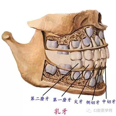 口腔解剖图谱