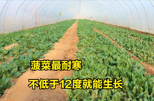 反季节种植，不同蔬菜最佳生长“温度”多少？精准数据分享