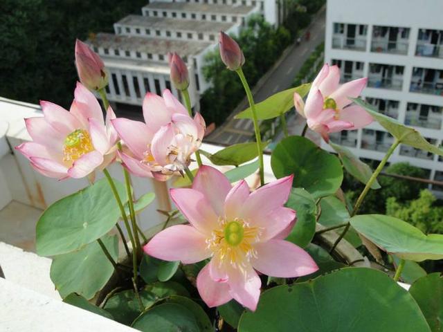 碗里养荷花，选对好种子，长出小莲花，越小越值钱