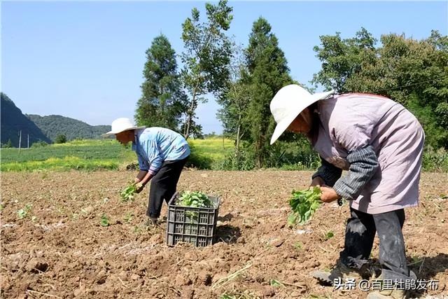 鹏程街道：牛心菜种植托起群众“致富梦”