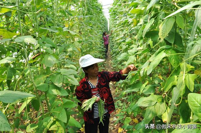 豆角如何种植和管理，才能让苗株长势更好、开花结荚更多？