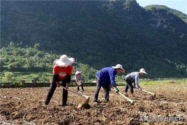 鹏程街道：牛心菜种植托起群众“致富梦”