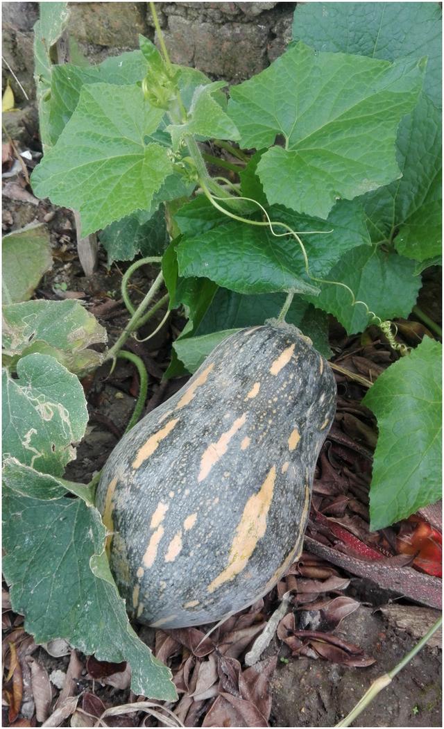 韶关市香芋南瓜优质高效栽培技术