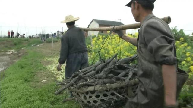 种藕不收藕，抽藕带1亩收益5000元！现挖现售藕种也成抢手货