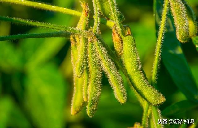 大豆种植的技术和方法，需做好6步，简单实用高产种植技术