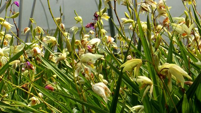 陕西镇巴县：白芨花开致富路