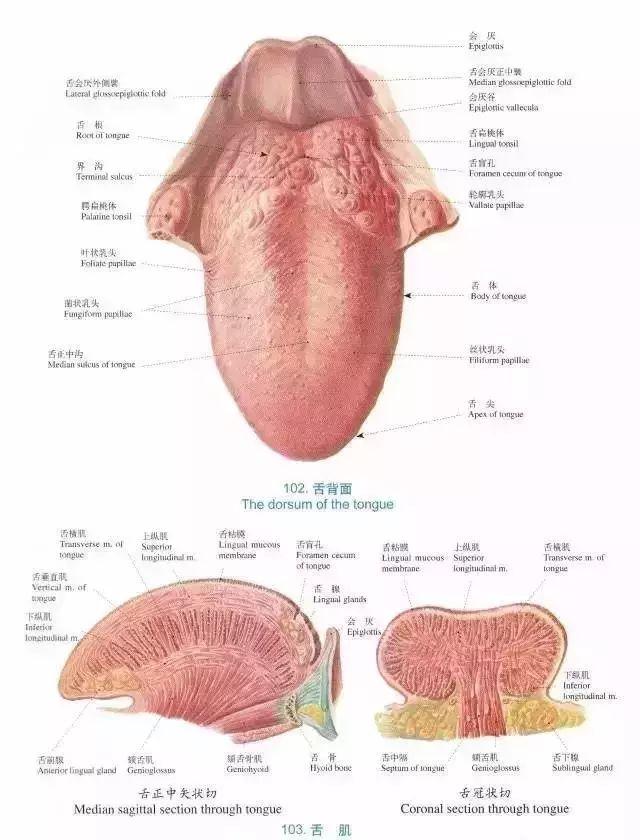 口腔解剖图谱