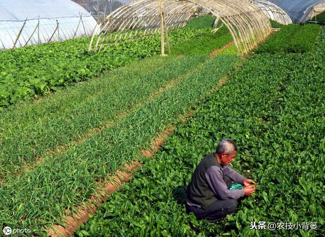 种植菠菜要想产量大、品质好，从种到收的这些管理技巧要用好