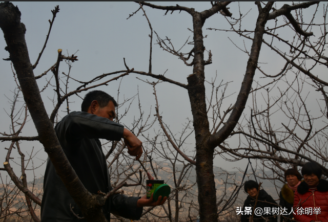 大樱桃UFO-直立主枝树形，适合高密度栽培，培养流程有哪些