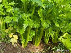 芹菜种植管理技术(芹菜种植，如何管理才能叶柄肥硕、纤维少，这些栽培技术了解一下)