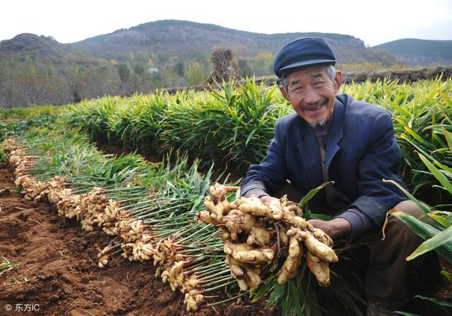 生姜什么时间种植，种植过程中要注意什么？