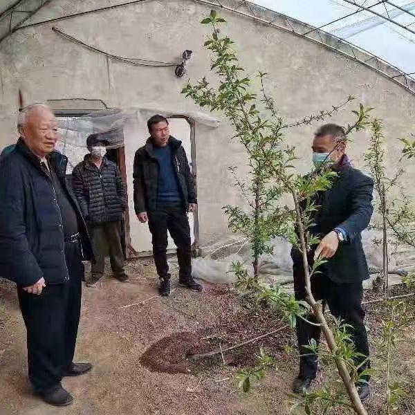 葡萄甜了 张家湾700年种植史，成就“北京吐鲁番”