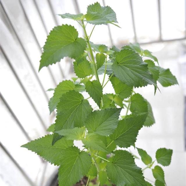 香料植物栽培 藿香栽培管理