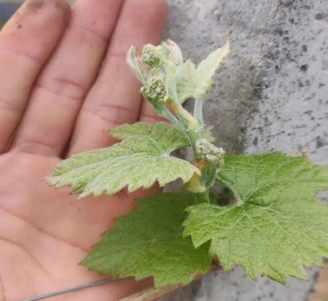 茉莉香葡萄种植技术（2）茉莉香葡萄在花期该如何管理？