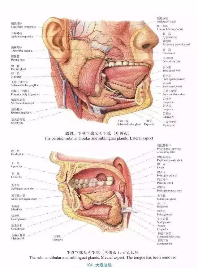口腔解剖图谱