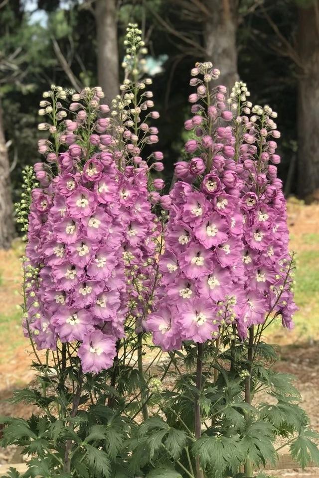 秋冬时节种的大花飞燕草，耐旱耐寒，早春即可开成“花塔”